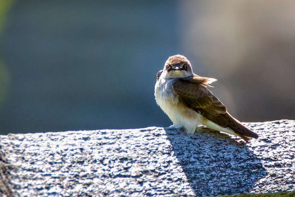 Northern Rough-winged Swallow - ML617841821