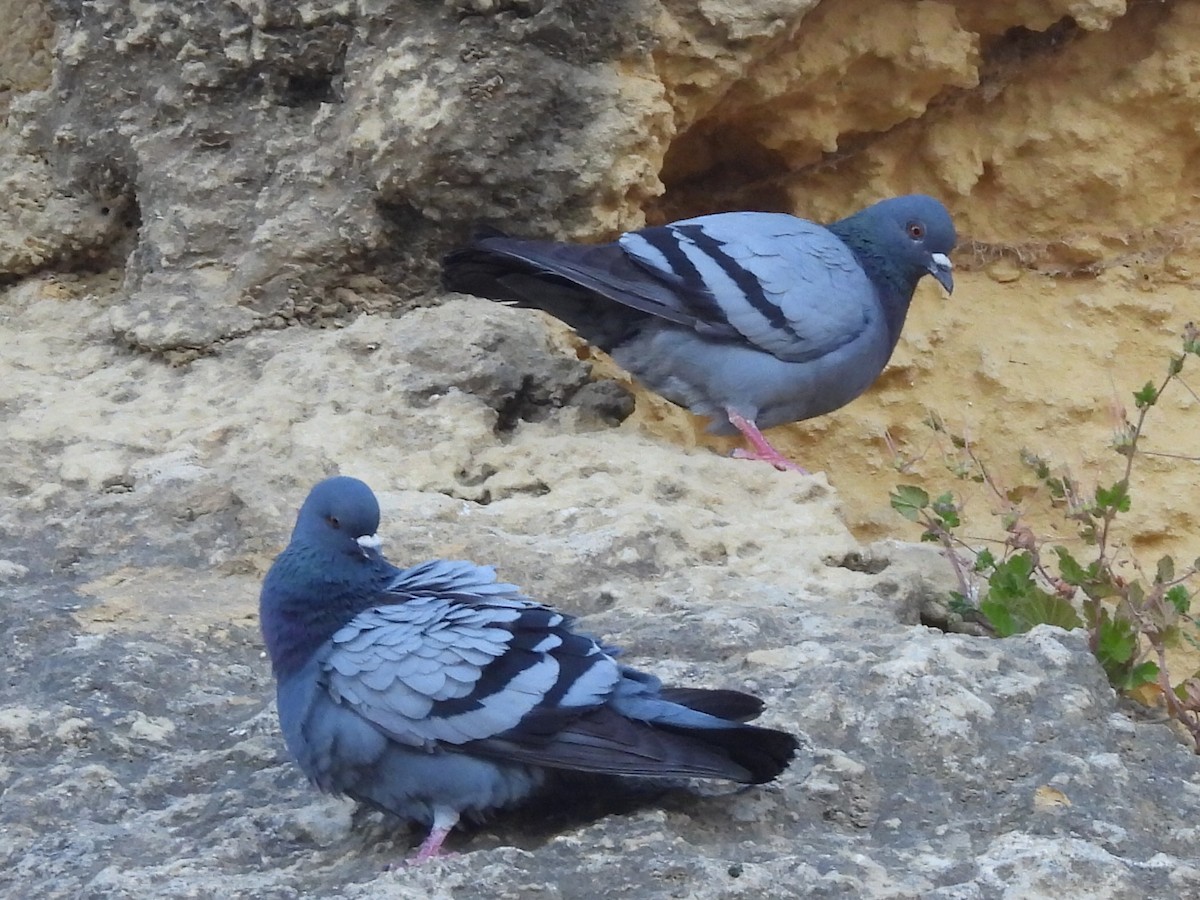 Rock Pigeon (Feral Pigeon) - ML617841902
