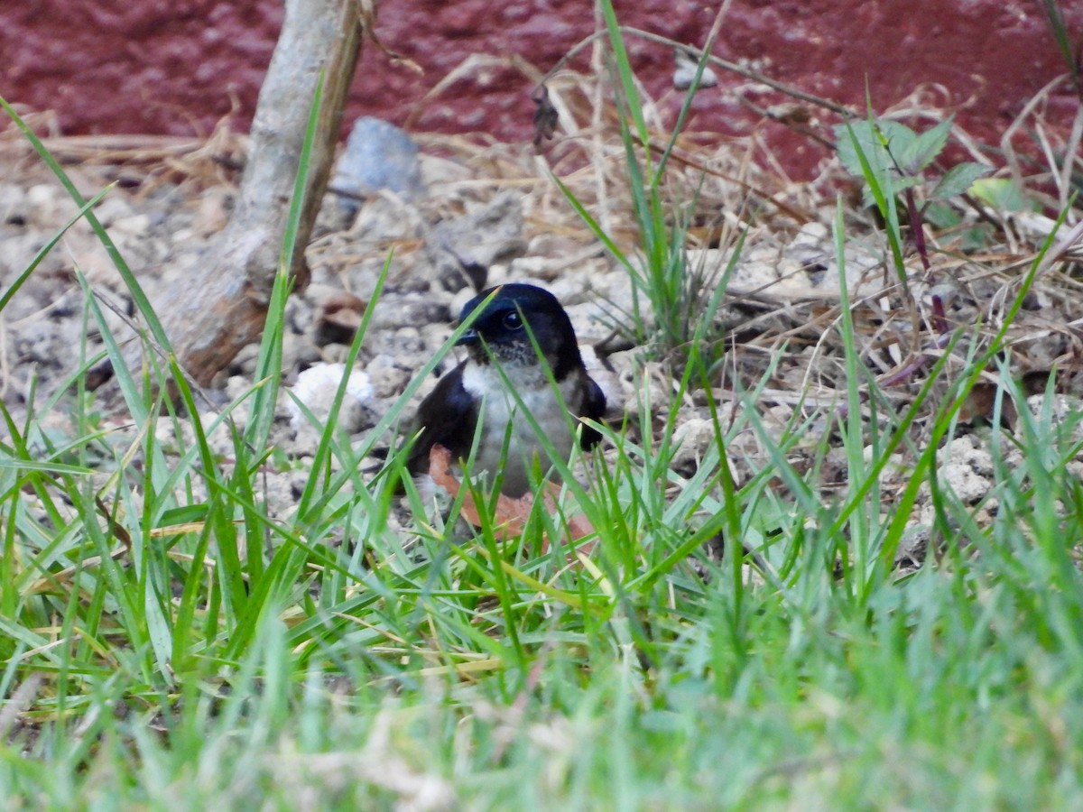 Black-capped Swallow - Kisa Weeman