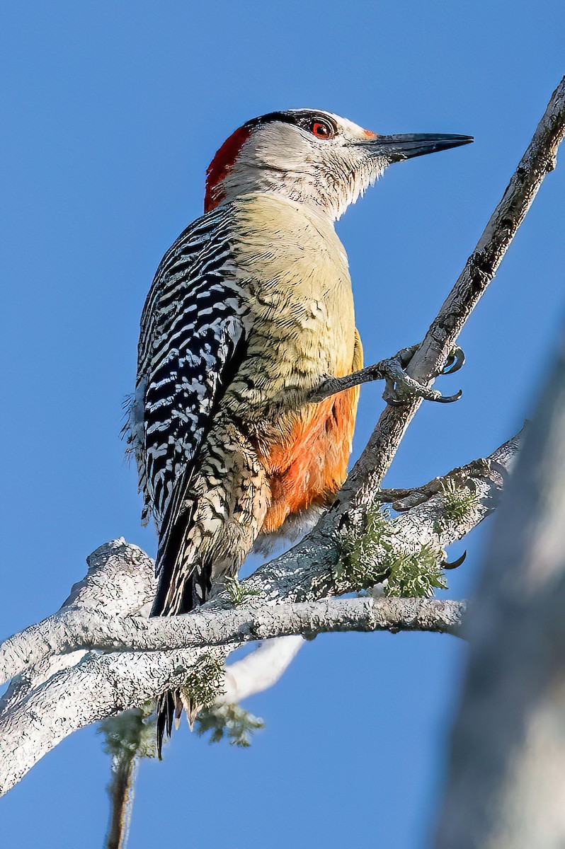West Indian Woodpecker - ML617841948