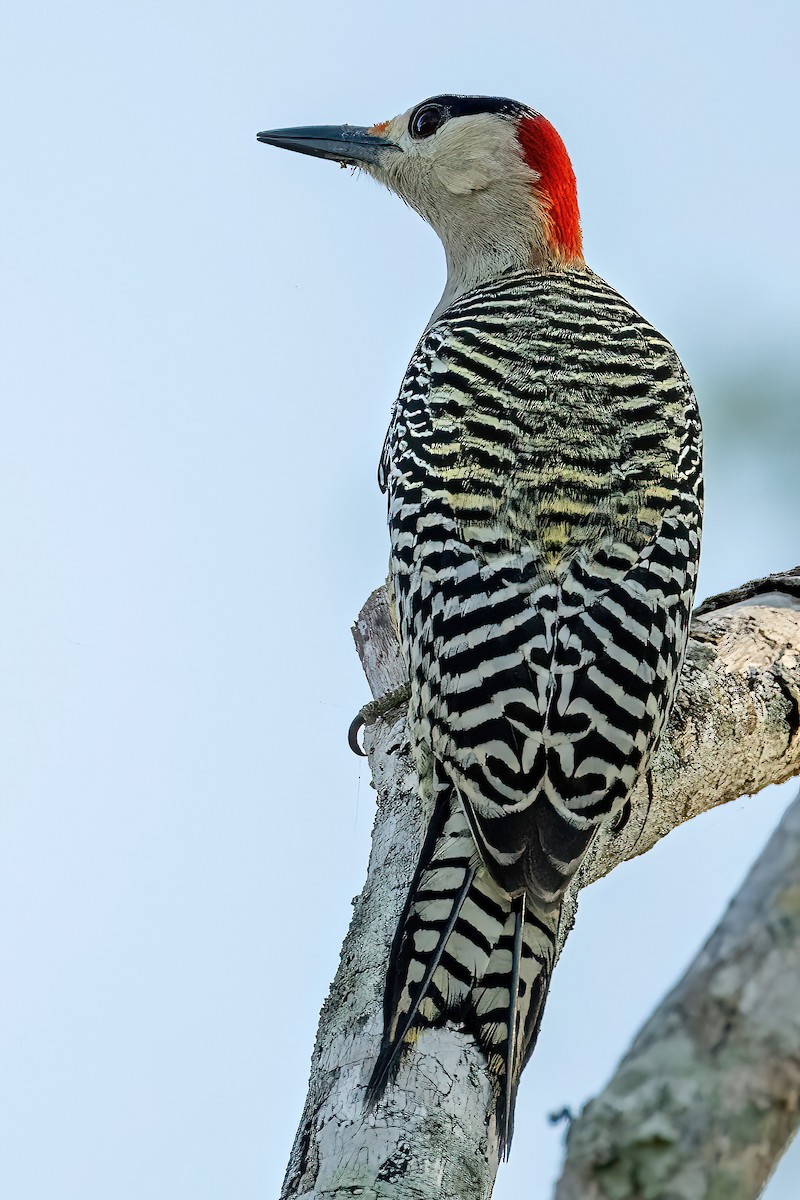 West Indian Woodpecker - ML617841953