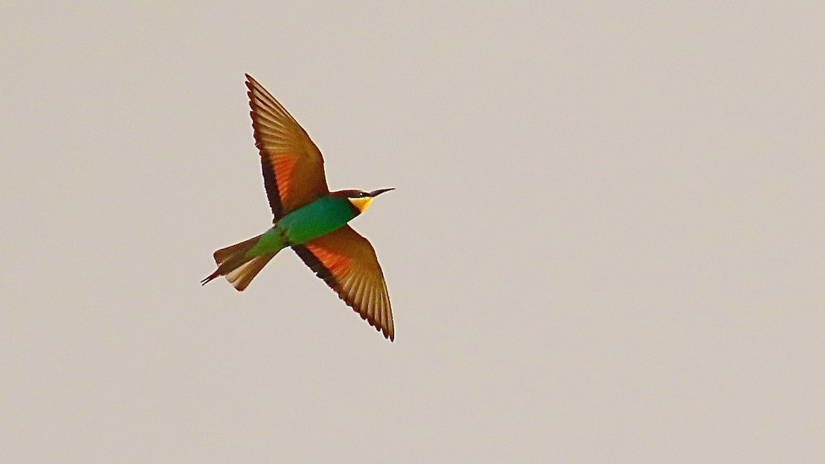 European Bee-eater - ML617842009