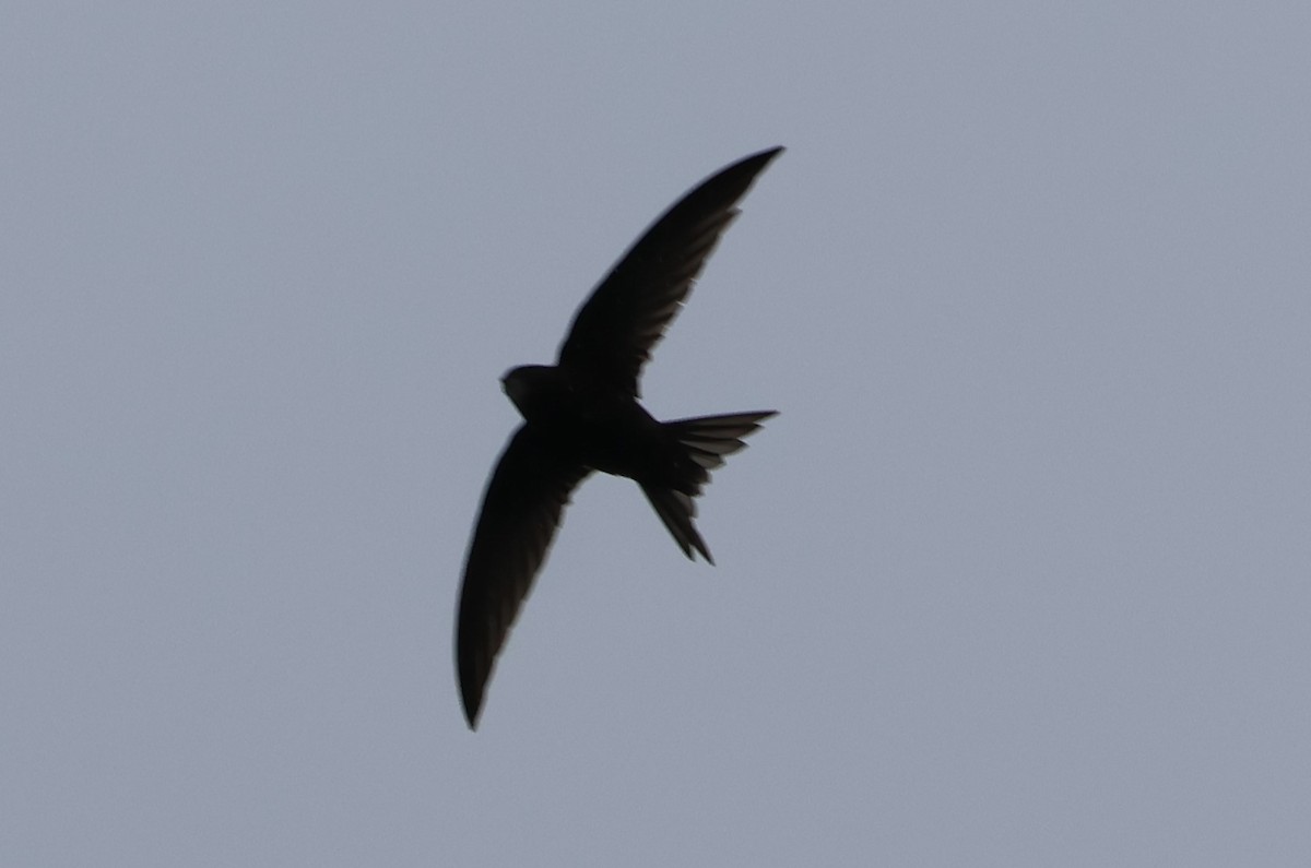 Common Swift - Alan Bird
