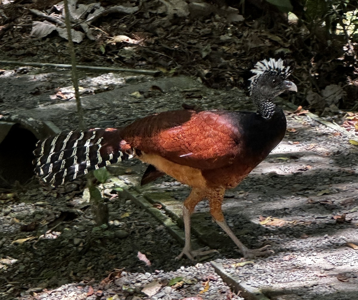 Crested Guan - ML617842148