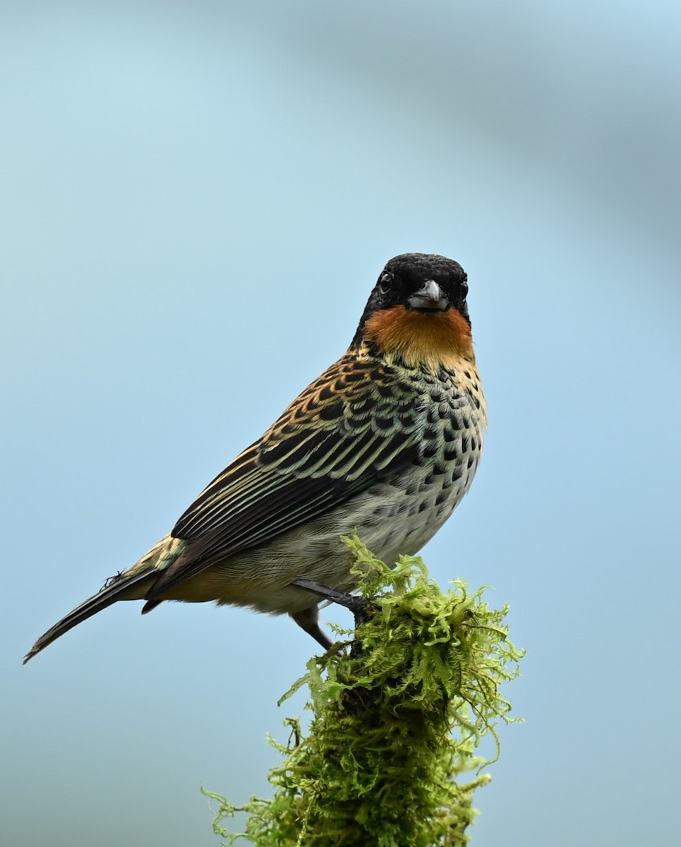 Rufous-throated Tanager - ML617842213