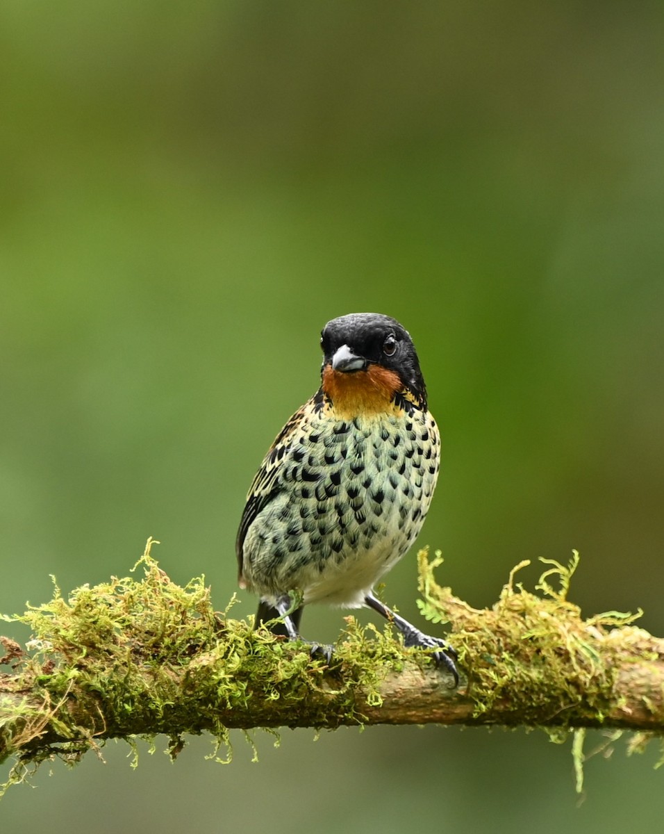 Rufous-throated Tanager - ML617842214