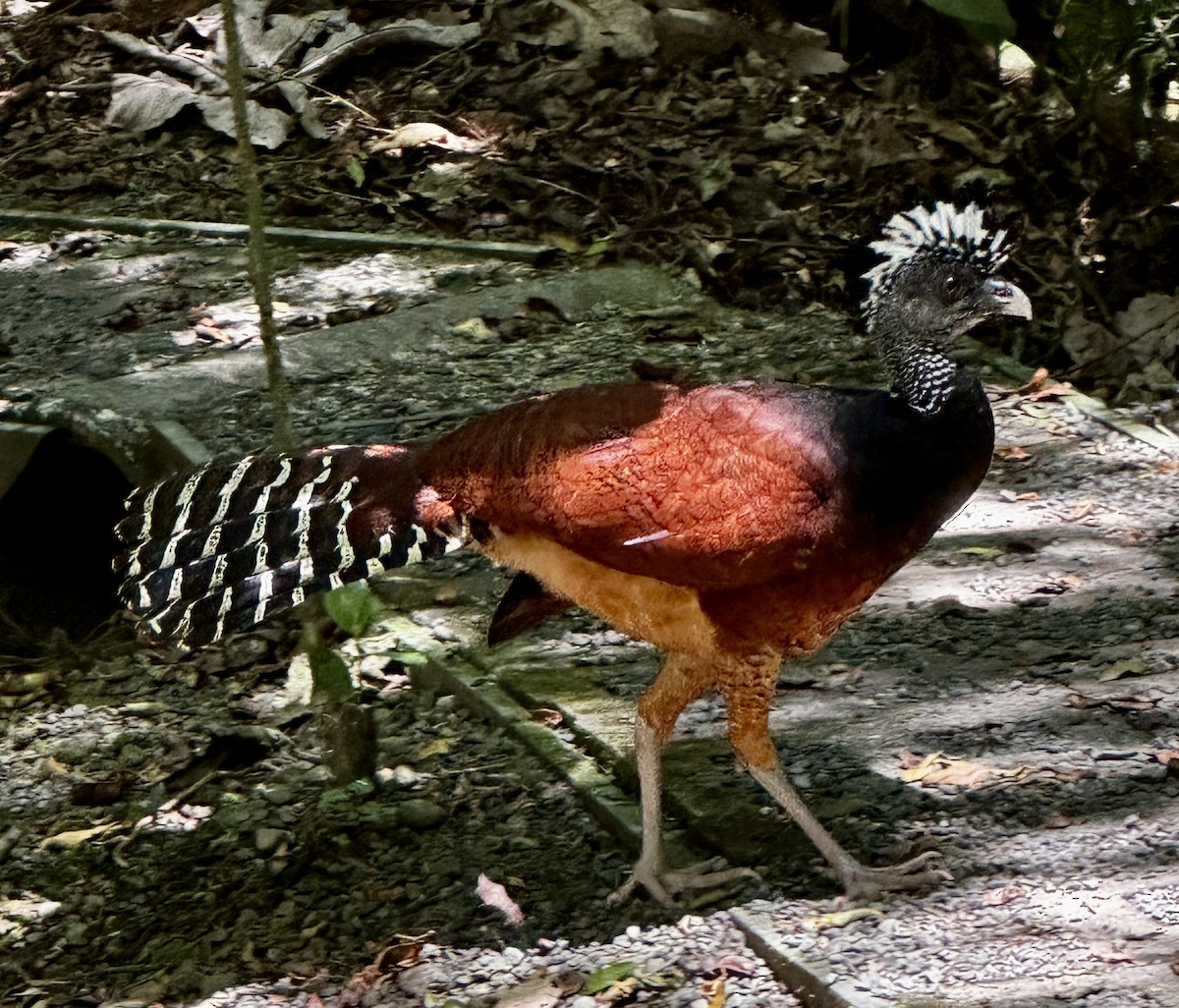 Crested Guan - ML617842218
