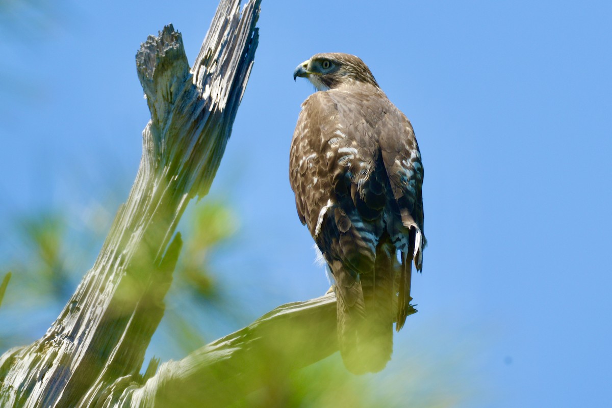 Red-tailed Hawk - ML617842256
