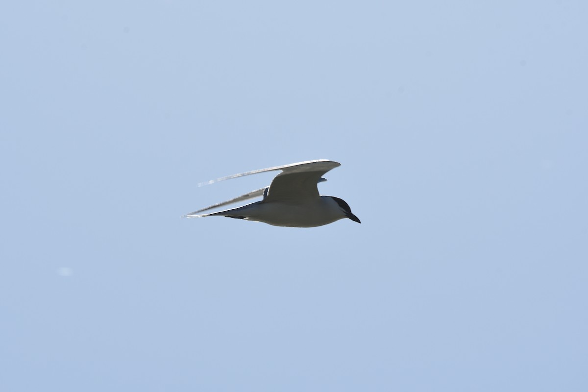 Gull-billed Tern - Thomas Rickfelder