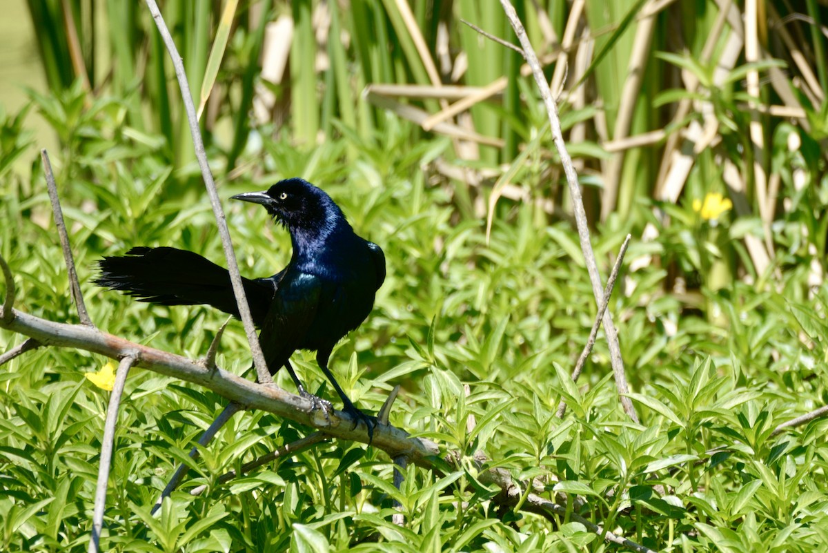Boat-tailed Grackle - ML617842269