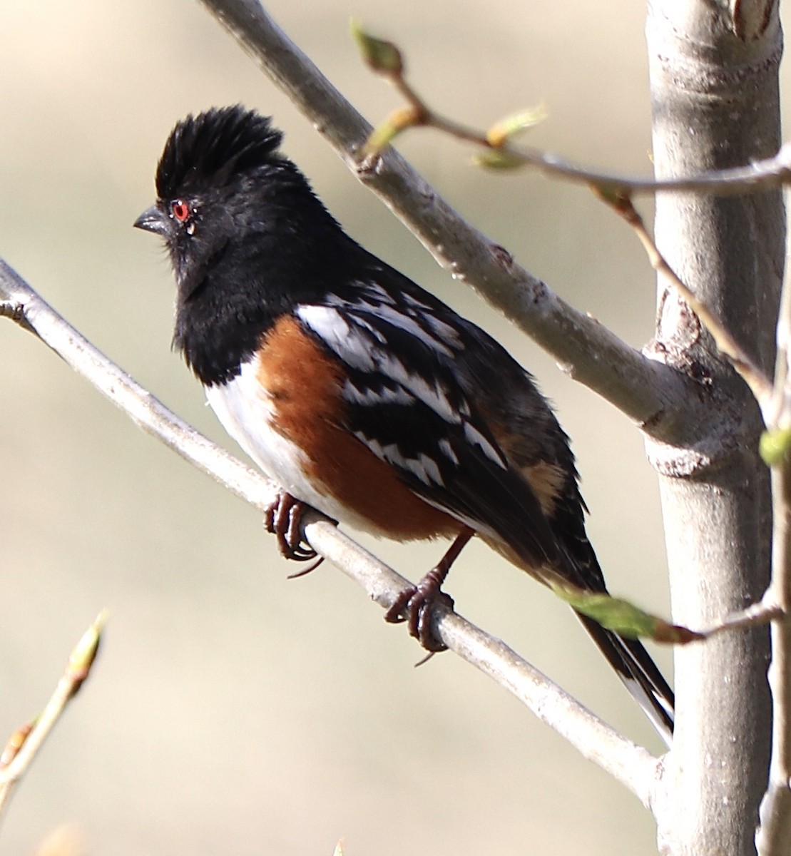 Spotted Towhee - ML617842279
