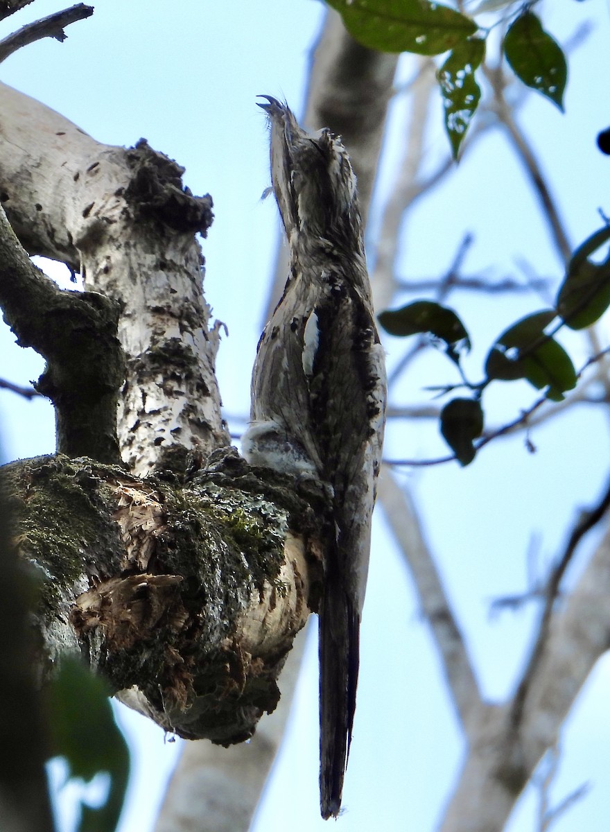 Northern Potoo (Middle American) - ML617842288