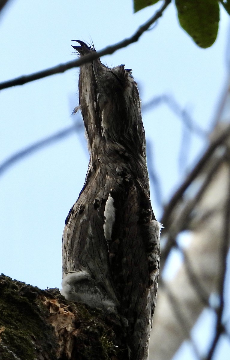 Northern Potoo (Middle American) - ML617842290