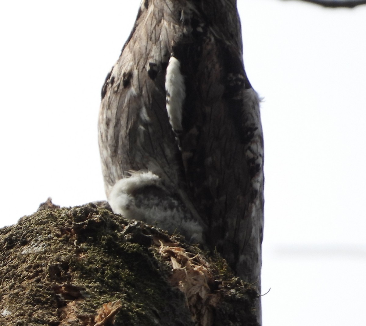 Northern Potoo (Middle American) - ML617842293