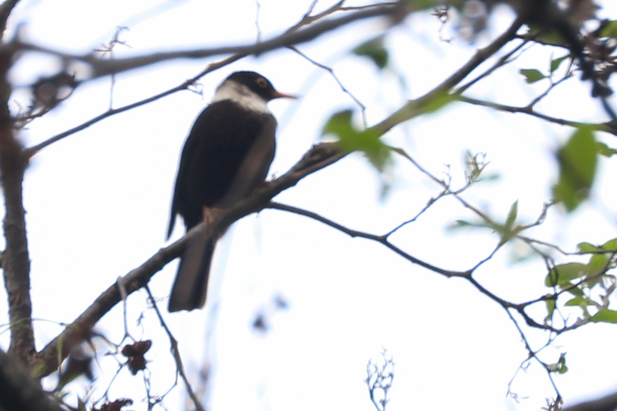 White-collared Blackbird - Rahul Pereira