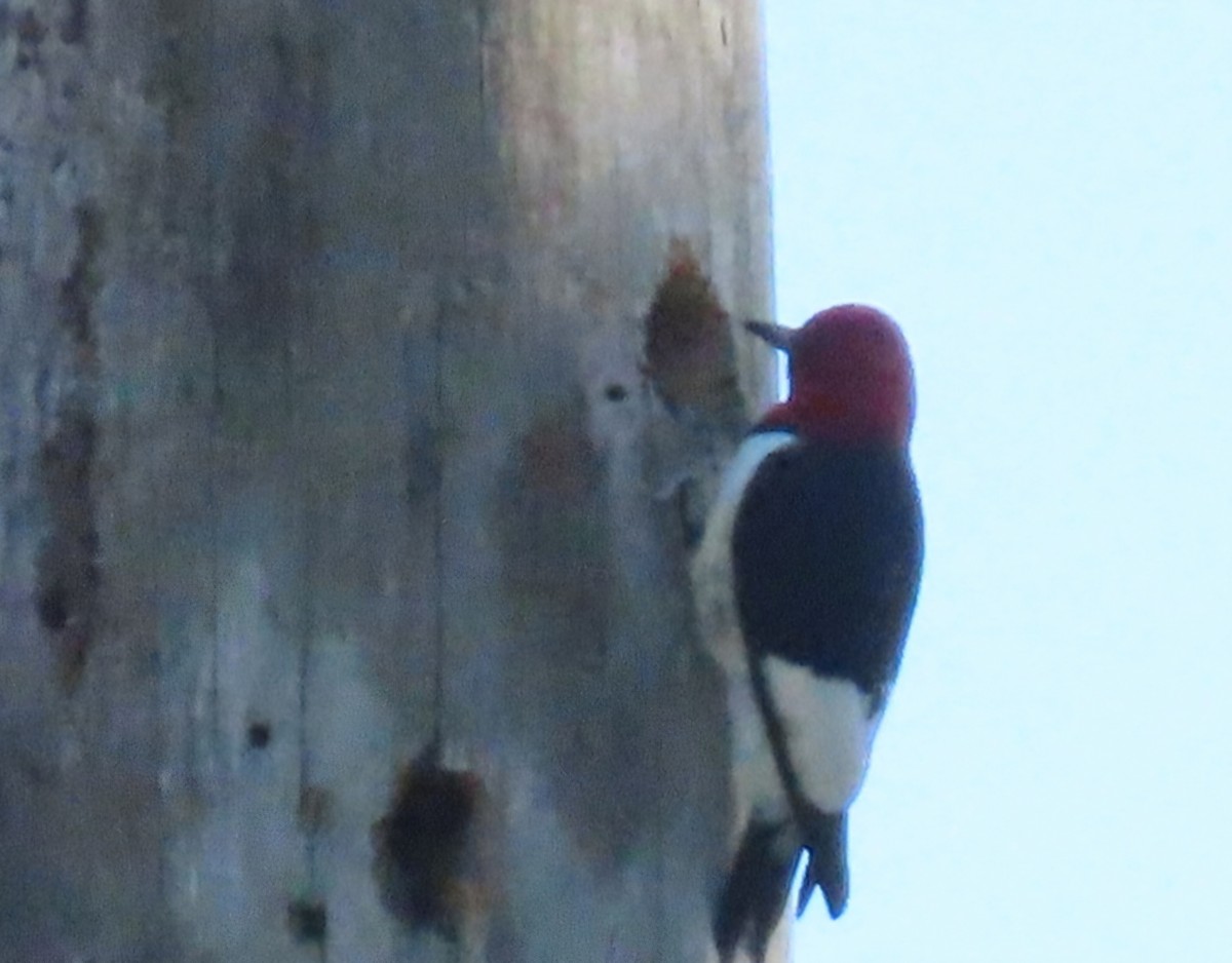 Red-headed Woodpecker - ML617842317