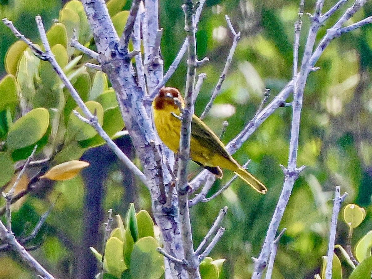 Yellow Warbler (Mangrove) - ML617842396