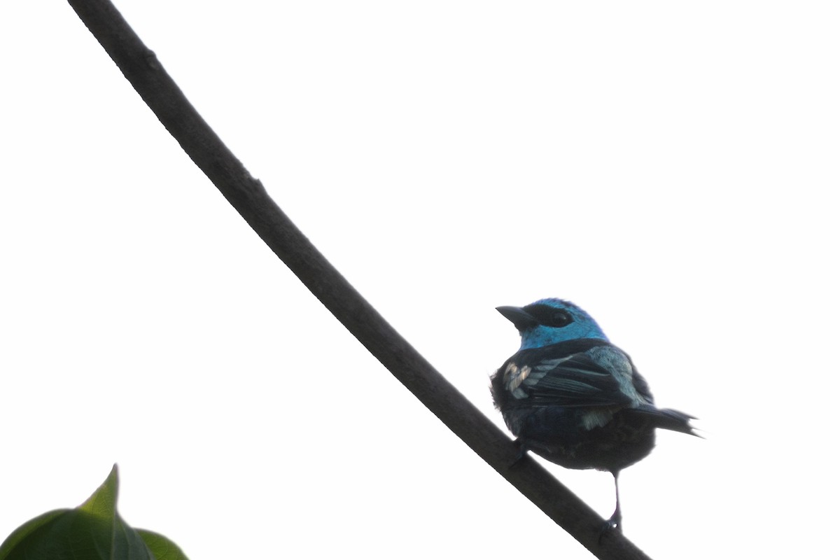 Blue-necked Tanager - ML617842542