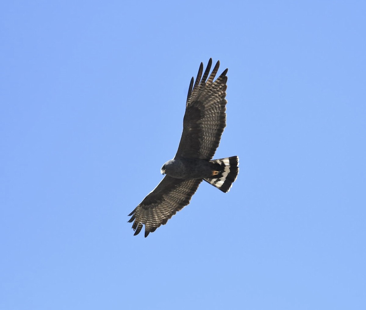 Zone-tailed Hawk - Ezekiel Dobson