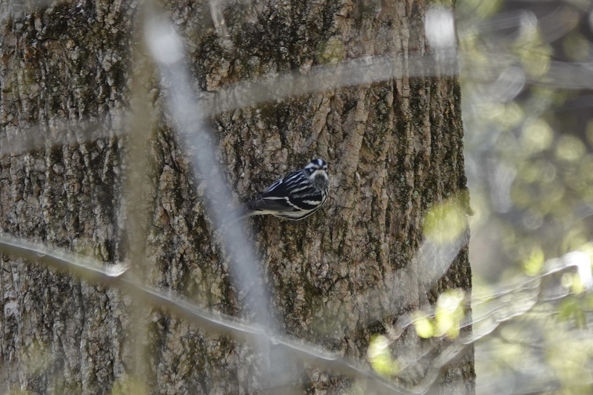 Black-and-white Warbler - ML617842644