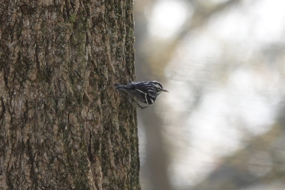 Black-and-white Warbler - ML617842645