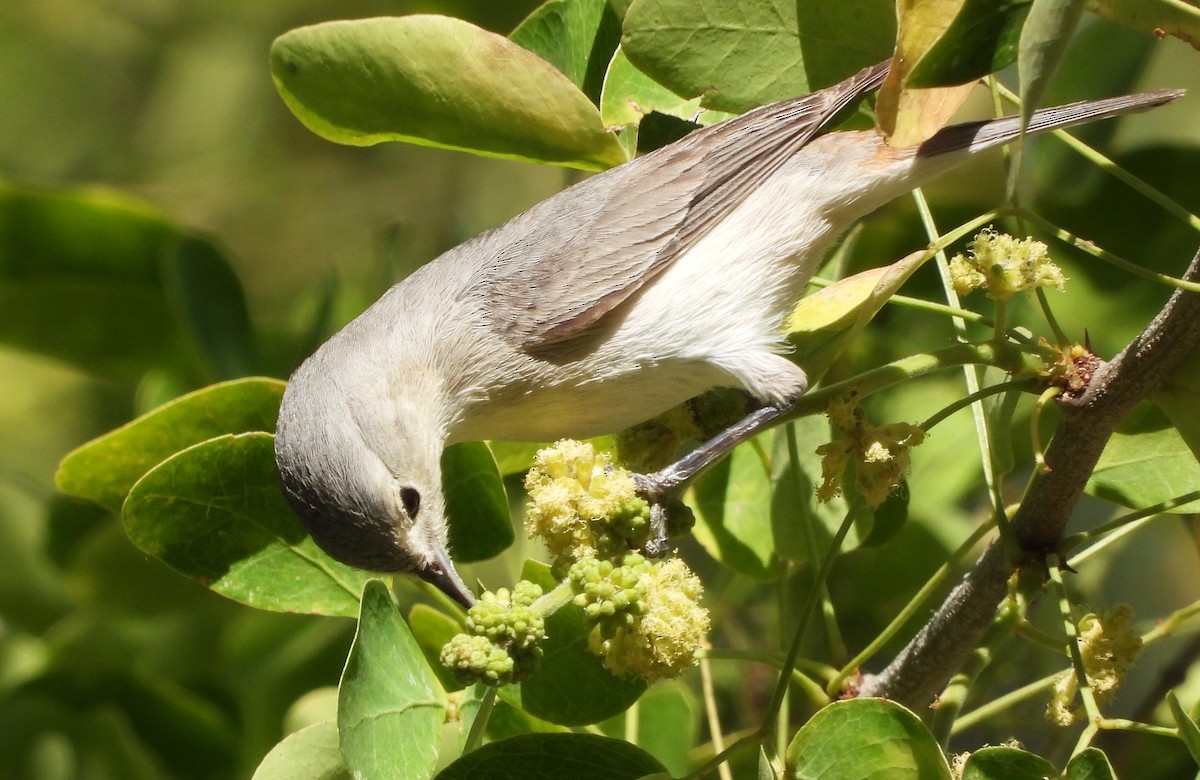 Lucy's Warbler - ML617842727
