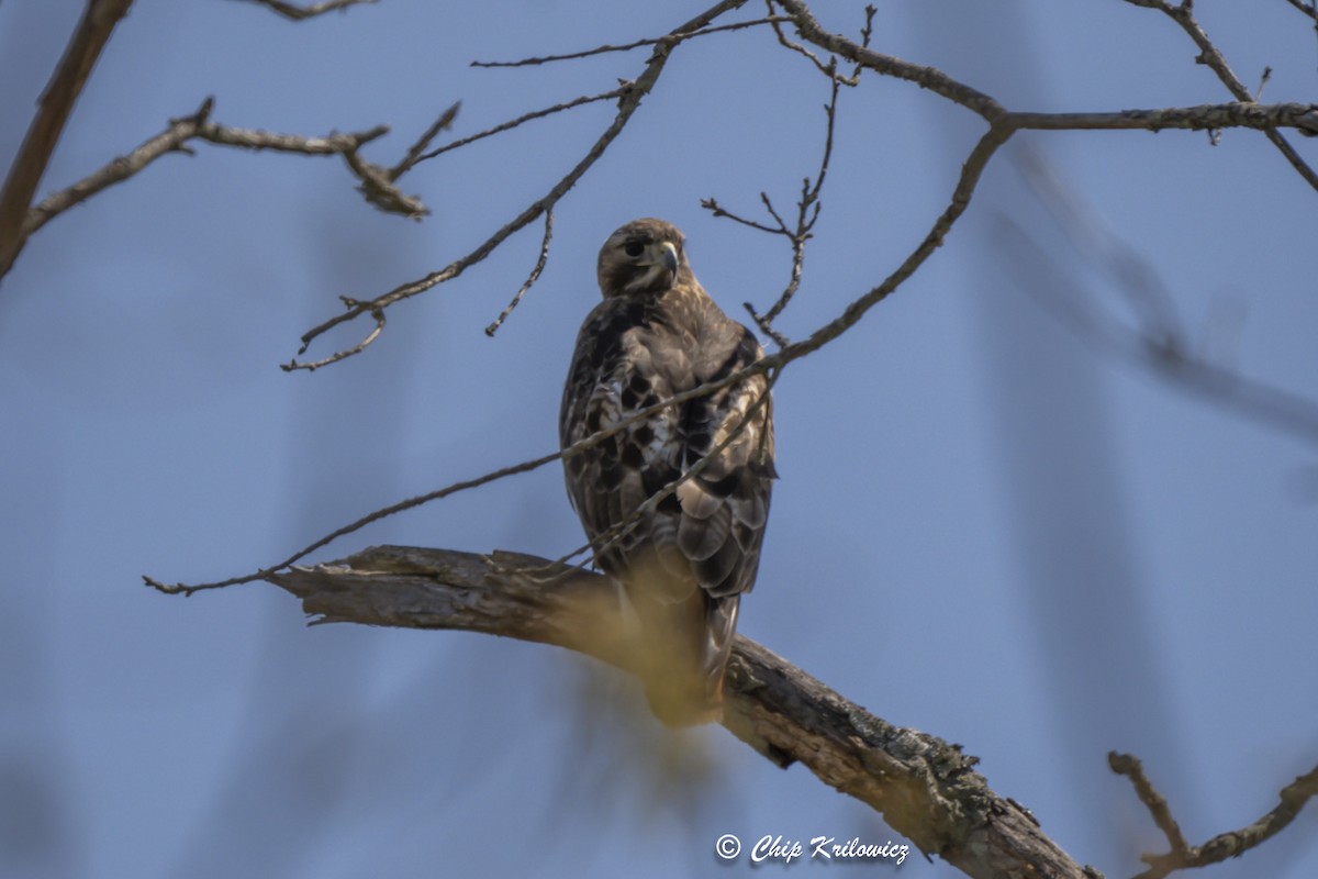 Red-tailed Hawk - ML617842789