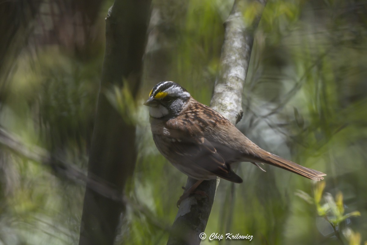 White-throated Sparrow - Chip Krilowicz