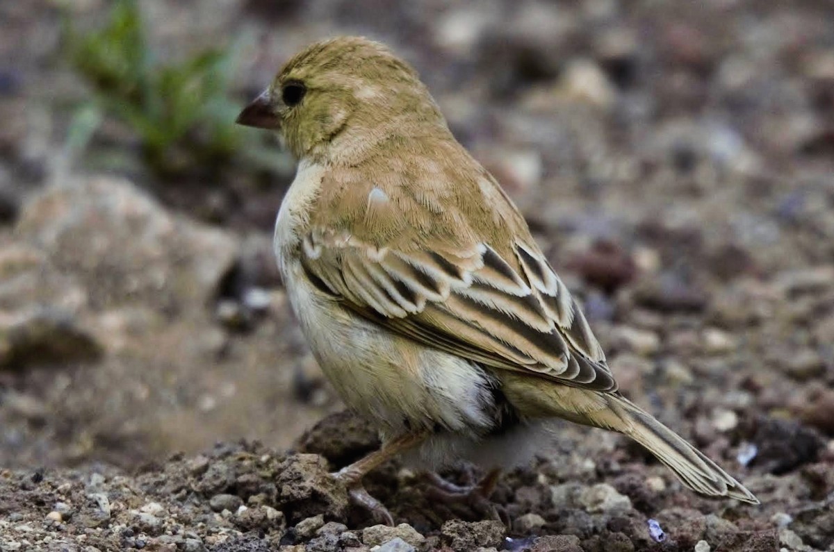 Sudan Golden Sparrow - ML617842853