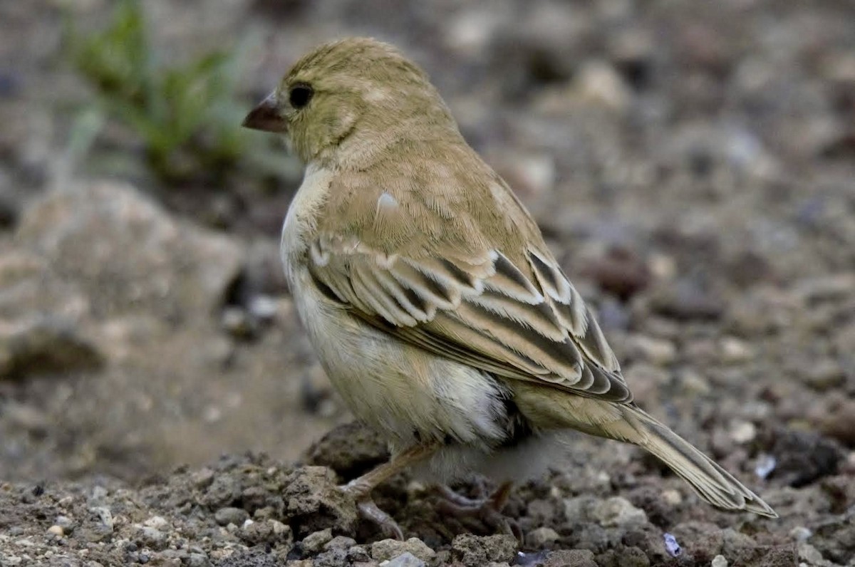 Sudan Golden Sparrow - ML617842856