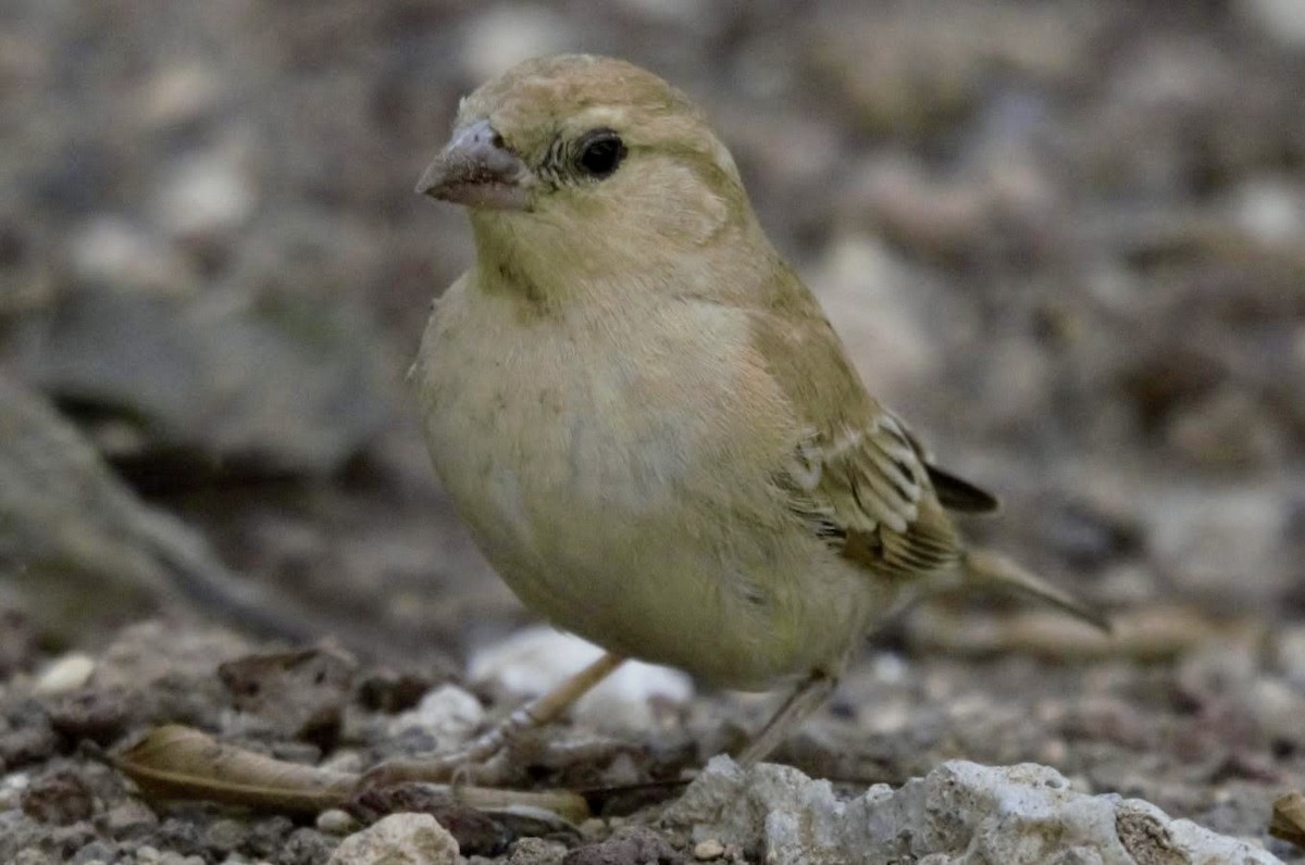 Sudan Golden Sparrow - ML617842857