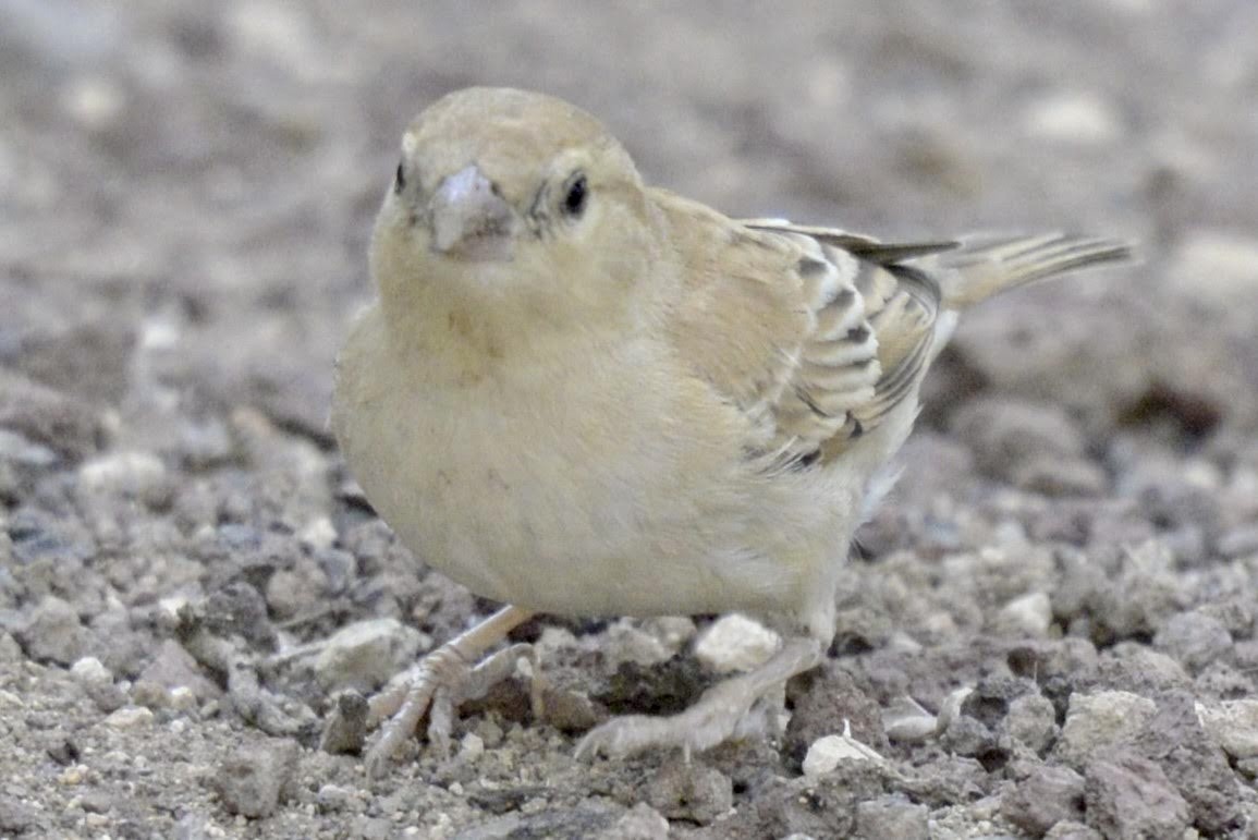 Sudan Golden Sparrow - ML617842858