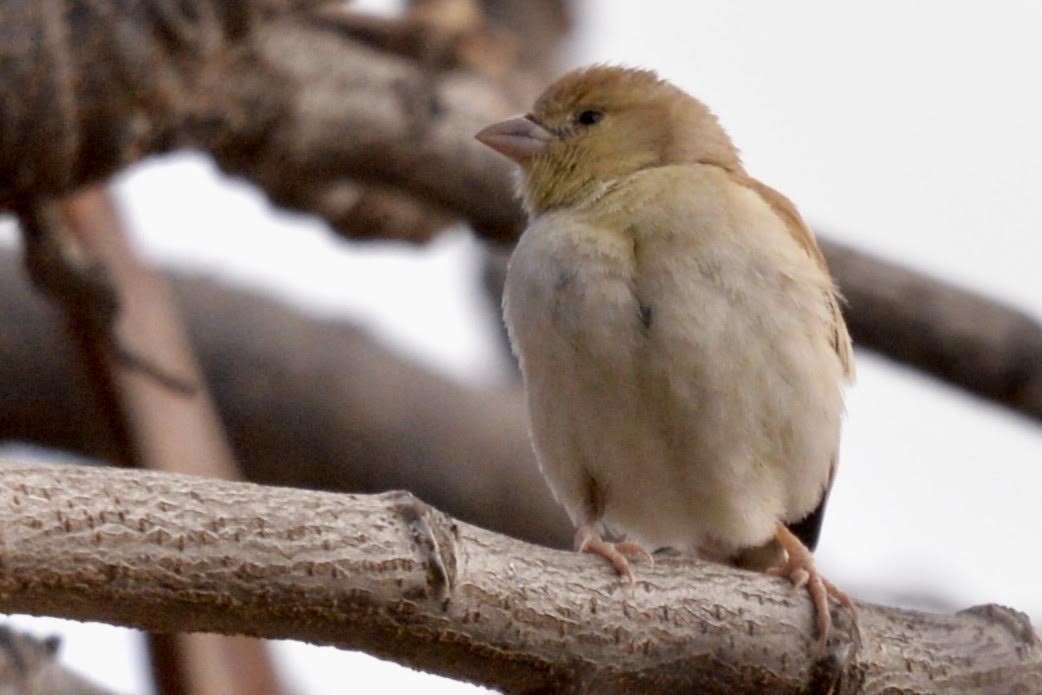 Sudan Golden Sparrow - ML617842860