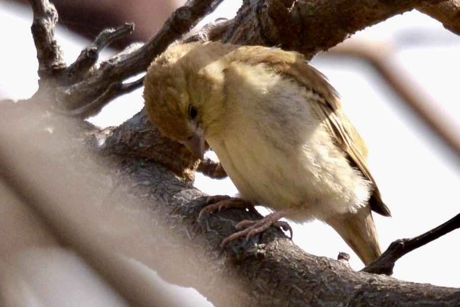 Sudan Golden Sparrow - ML617842861
