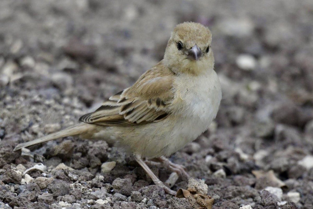 Sudan Golden Sparrow - ML617842862