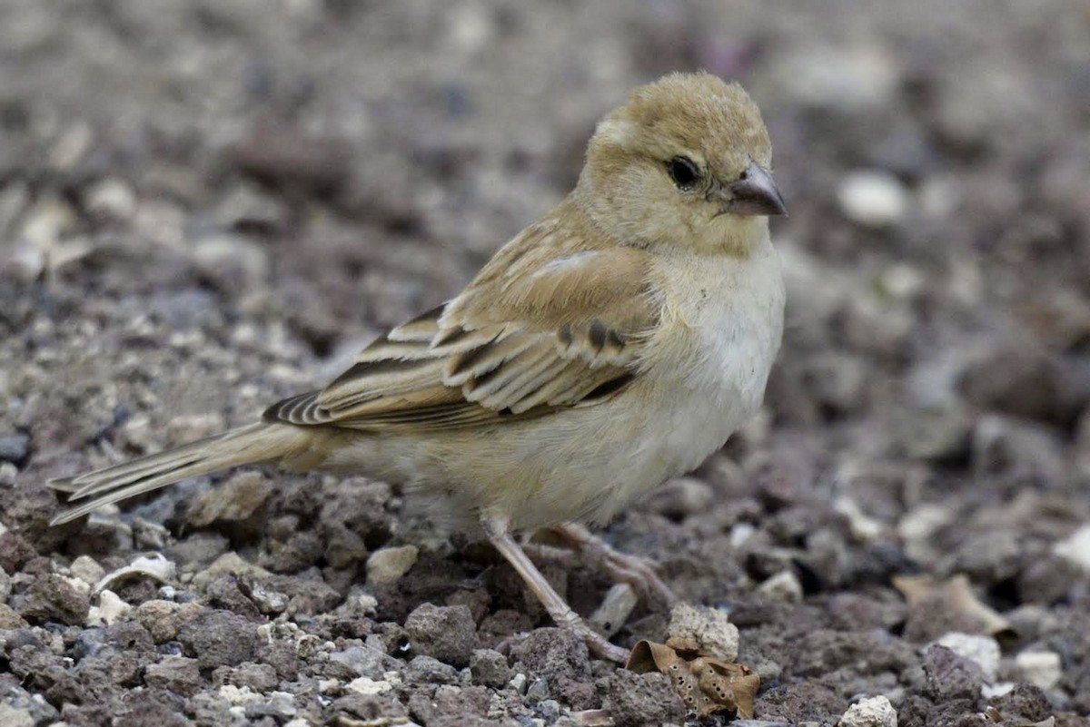 Sudan Golden Sparrow - ML617842863