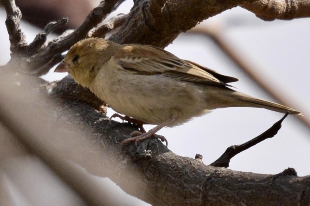 Sudan Golden Sparrow - ML617842864
