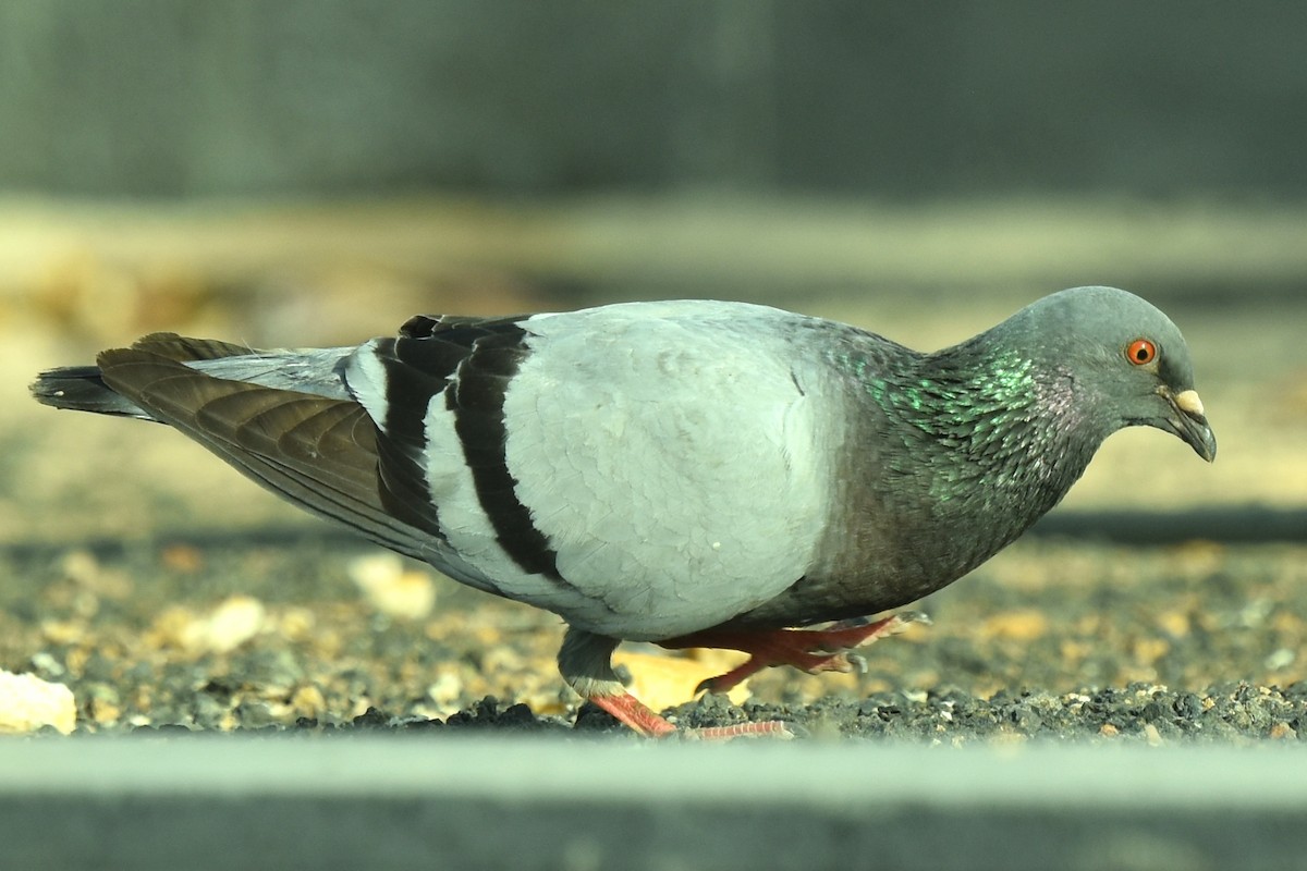 Rock Pigeon (Feral Pigeon) - ML617842898