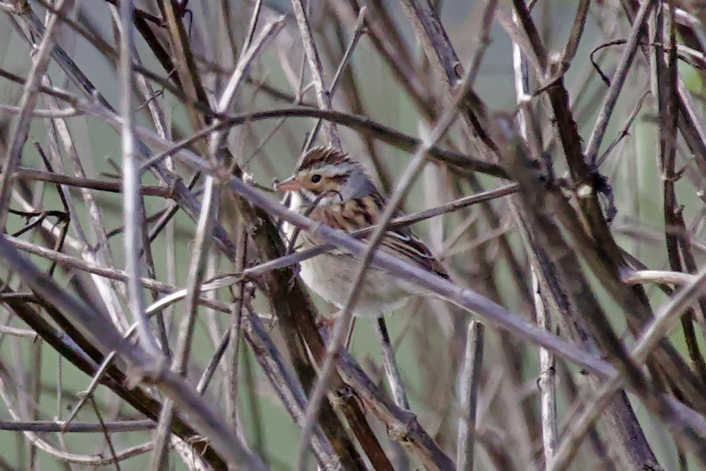 Clay-colored Sparrow - Tibbett Speer