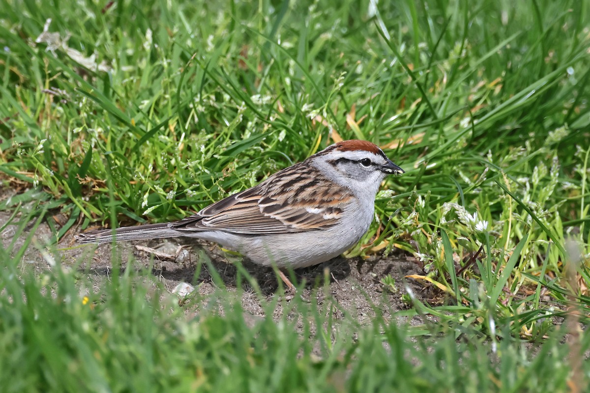 Chipping Sparrow - ML617842964