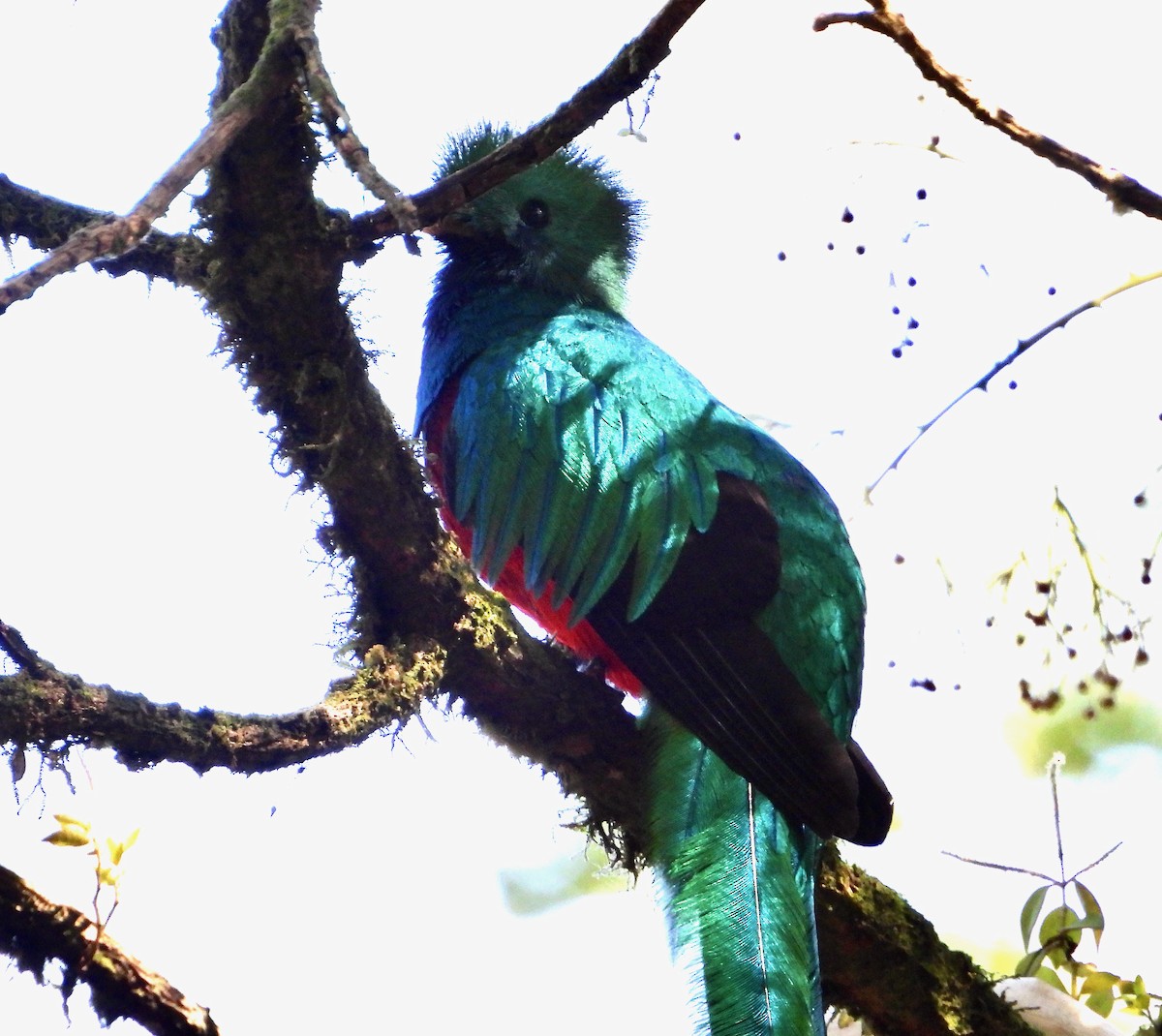 Resplendent Quetzal (Guatemalan) - ML617842987