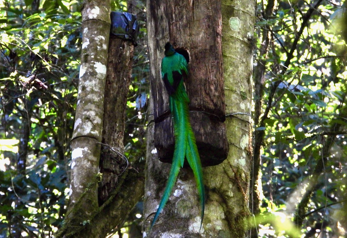 Resplendent Quetzal (Guatemalan) - ML617842990