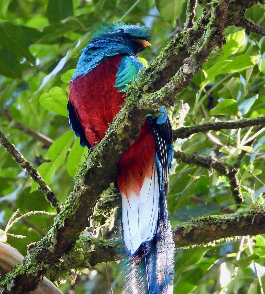Resplendent Quetzal (Guatemalan) - ML617842993