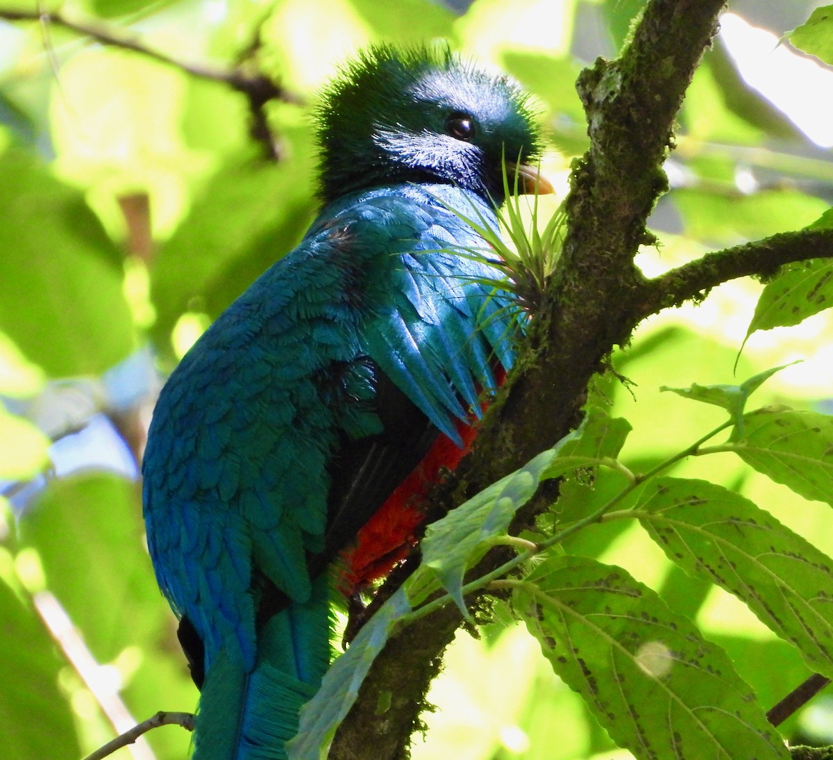 Resplendent Quetzal (Guatemalan) - ML617842995
