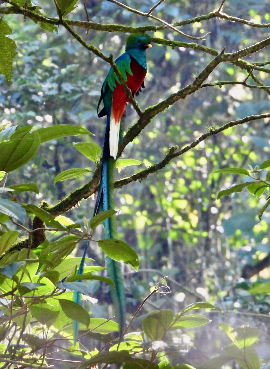 Resplendent Quetzal (Guatemalan) - ML617843000
