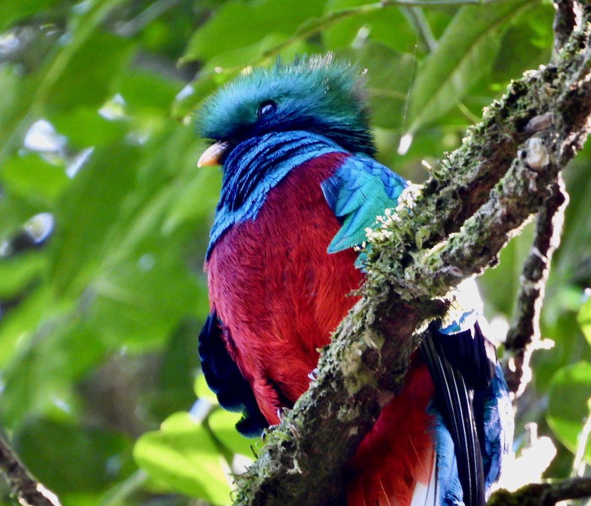 Resplendent Quetzal (Guatemalan) - ML617843006