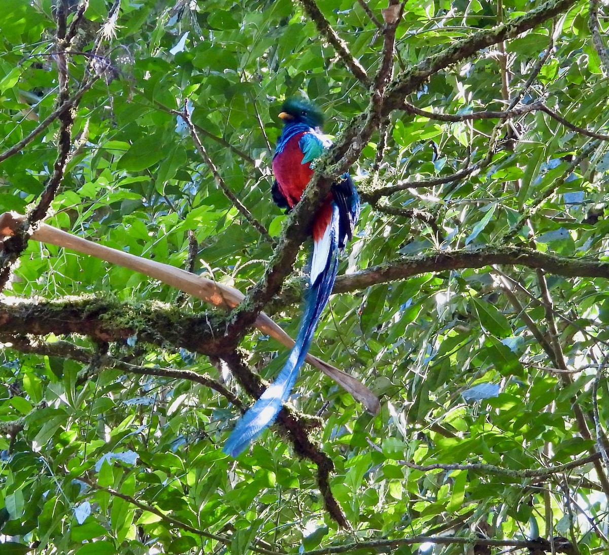 Resplendent Quetzal (Guatemalan) - ML617843011