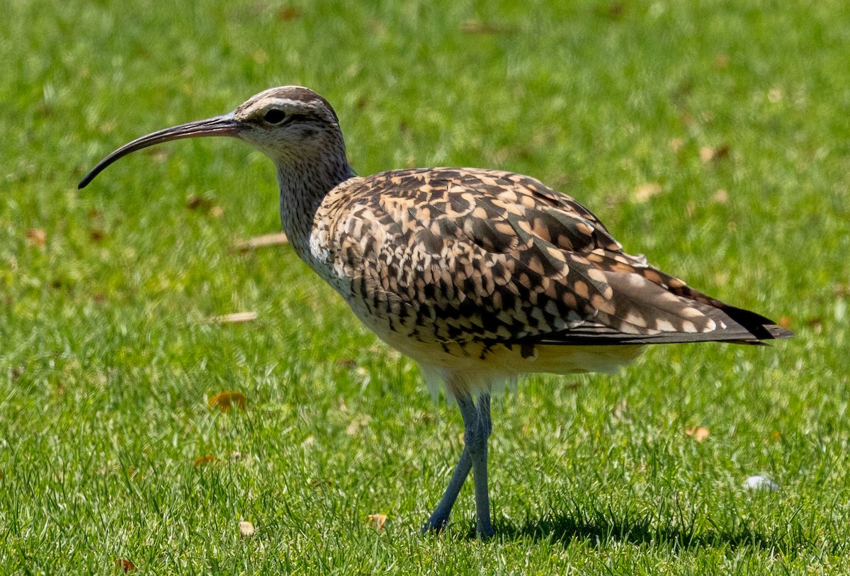 Bristle-thighed Curlew - ML617843107