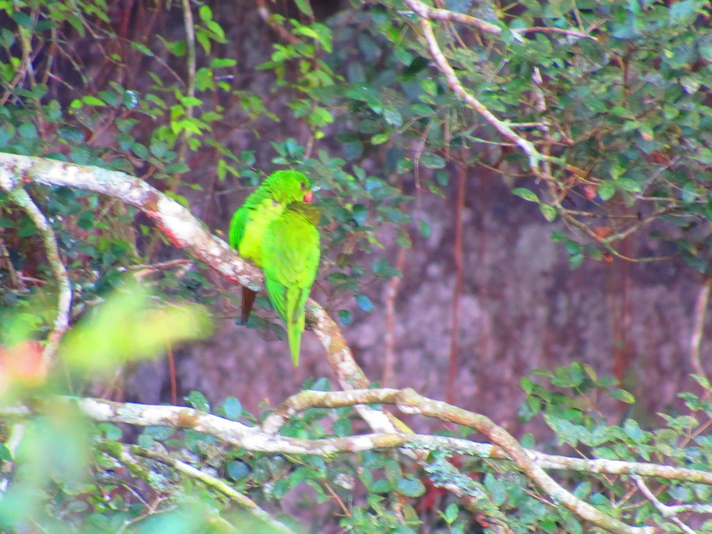 Green Parakeet - ML617843120
