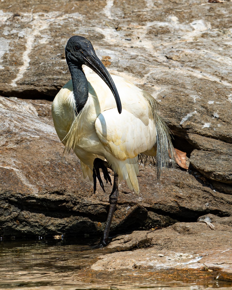 ibis černohlavý - ML617843124